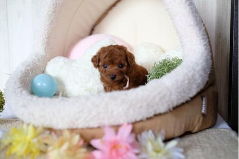 成約済の滋賀県のトイプードル-77589の3枚目