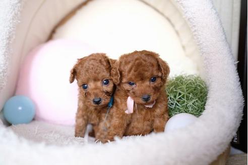 成約済の滋賀県のトイプードル-77589の2枚目