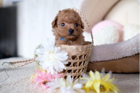 成約済の滋賀県のトイプードル-77604の4枚目