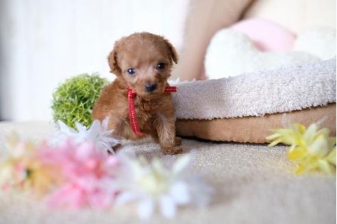 成約済の滋賀県のトイプードル-77614の1枚目