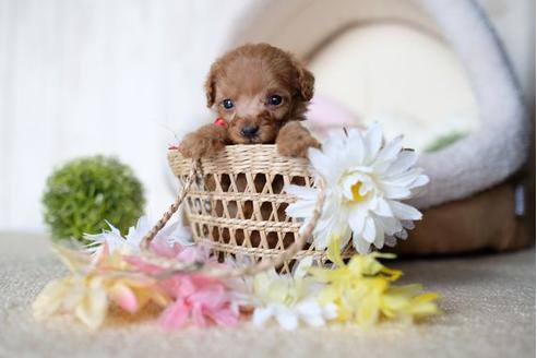 成約済の滋賀県のトイプードル-77614の3枚目