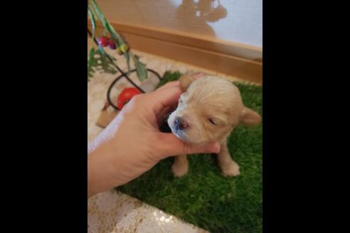 成約済の広島県のチワプー:チワワ×トイプードル-76871の5枚目