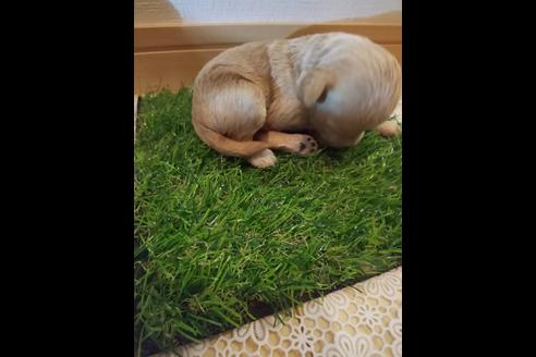 成約済の広島県のチワプー:チワワ×トイプードル-76871の2枚目