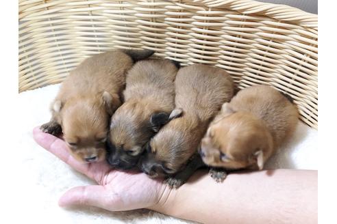 成約済の秋田県のミックス犬-77623の1枚目