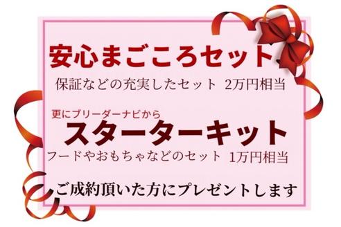 成約済の秋田県のミックス犬-77623の2枚目