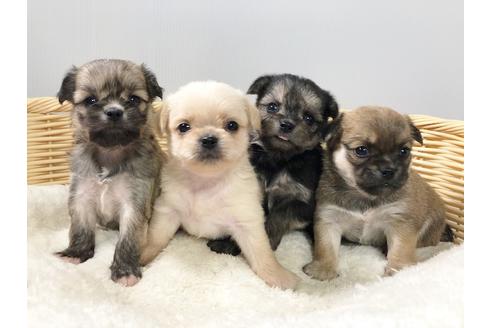 成約済の秋田県のミックス犬-76287の1枚目