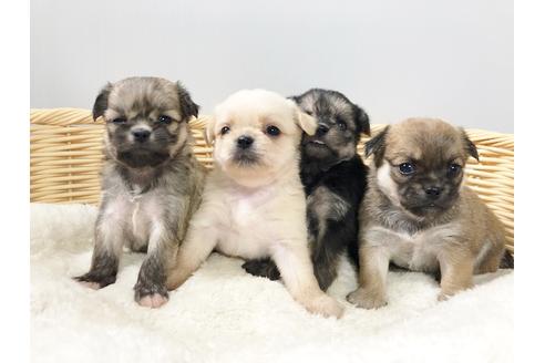 成約済の秋田県のミックス犬-76287の8枚目