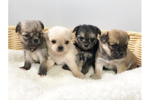 成約済の秋田県のミックス犬-76287の7枚目