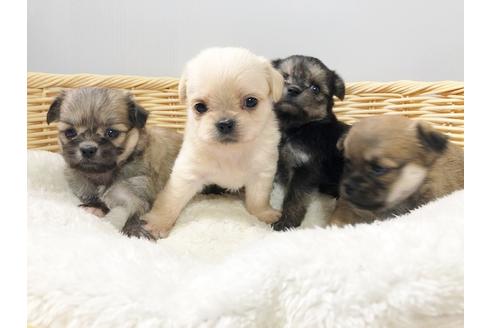 成約済の秋田県のミックス犬-76287の6枚目