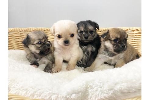 成約済の秋田県のミックス犬-76287の5枚目