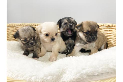 成約済の秋田県のミックス犬-76287の4枚目