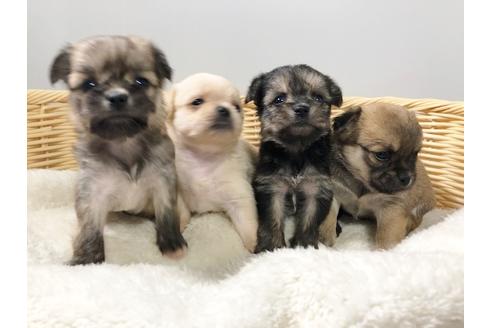 成約済の秋田県のミックス犬-76287の3枚目