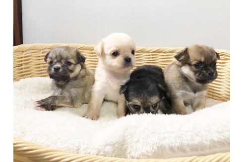 成約済の秋田県のミックス犬-76287の2枚目