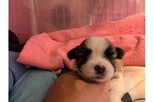 成約済の岐阜県のミックス犬-76778の2枚目