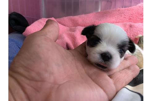 成約済の岐阜県のミックス犬-76777の3枚目