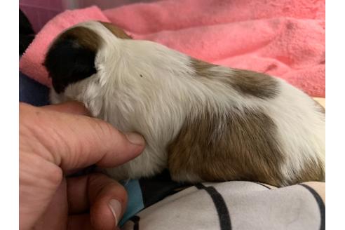 成約済の岐阜県のミックス犬-76777の2枚目