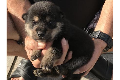 成約済の長崎県の柴犬-77747の6枚目