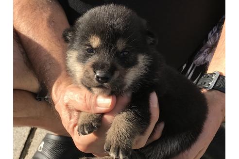 成約済の長崎県の柴犬-77747の5枚目