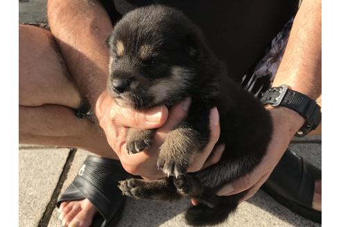 成約済の長崎県の柴犬-77747の4枚目