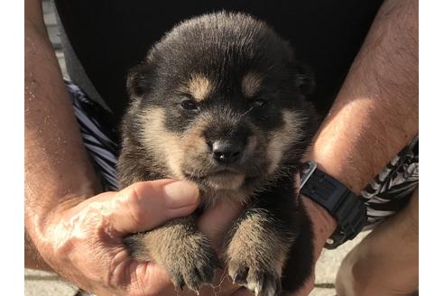 成約済の長崎県の柴犬-77747の3枚目