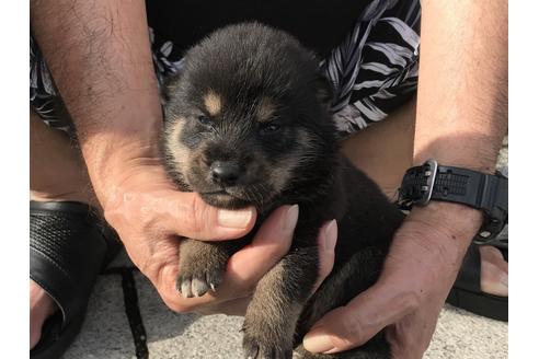 成約済の長崎県の柴犬-77748の5枚目