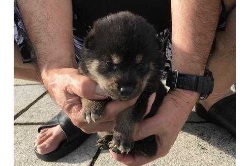 成約済の長崎県の柴犬-77748の4枚目