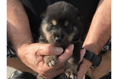 成約済の長崎県の柴犬-77748の3枚目