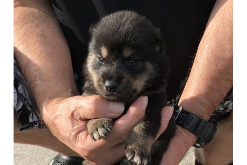 成約済の長崎県の柴犬-77748の2枚目