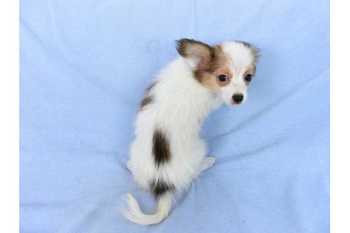 成約済の千葉県のパピヨン-75679の5枚目