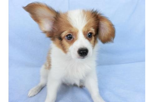 成約済の千葉県のパピヨン-75686の6枚目