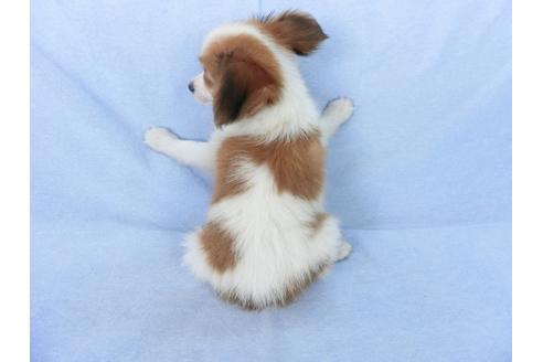 成約済の千葉県のパピヨン-75686の4枚目