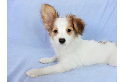 成約済の千葉県のパピヨン-75694の11枚目