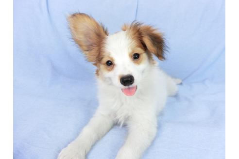 成約済の千葉県のパピヨン-75694の10枚目