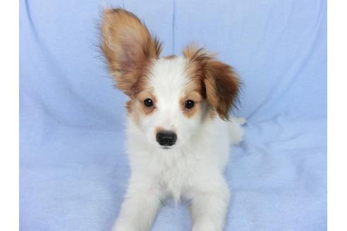 成約済の千葉県のパピヨン-75694の9枚目