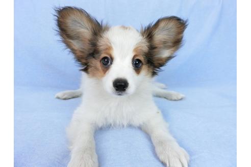 成約済の千葉県のパピヨン-75868の8枚目