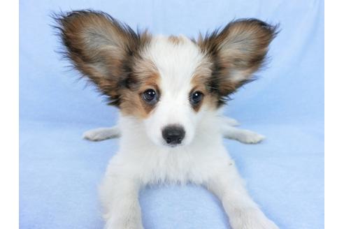 成約済の千葉県のパピヨン-75868の7枚目