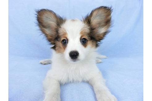 成約済の千葉県のパピヨン-75868の6枚目