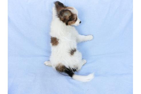 成約済の千葉県のパピヨン-75868の5枚目