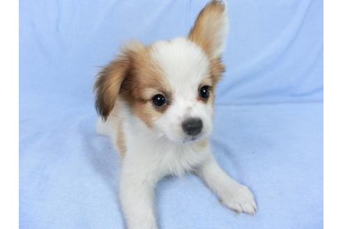 成約済の千葉県のパピヨン-75685