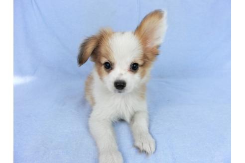 成約済の千葉県のパピヨン-75685の3枚目