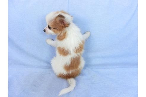 成約済の千葉県のパピヨン-75685の2枚目