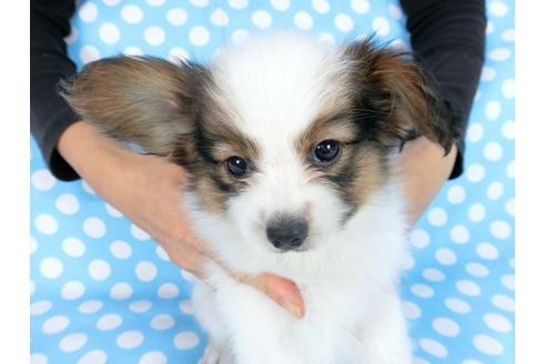 成約済の千葉県のパピヨン-77154の1枚目