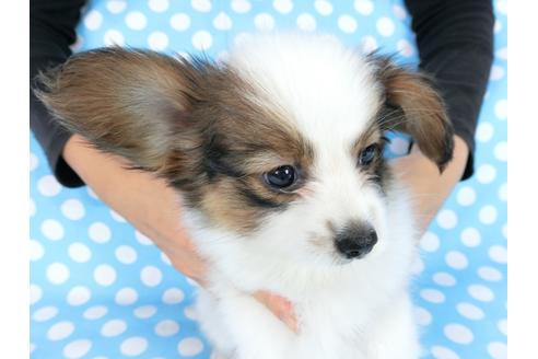 成約済の千葉県のパピヨン-77154の4枚目