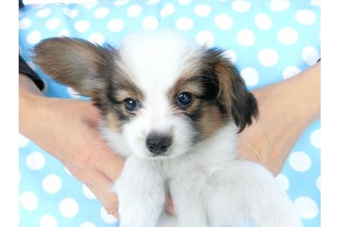 成約済の千葉県のパピヨン-77154の3枚目