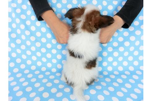 成約済の千葉県のパピヨン-77154の2枚目