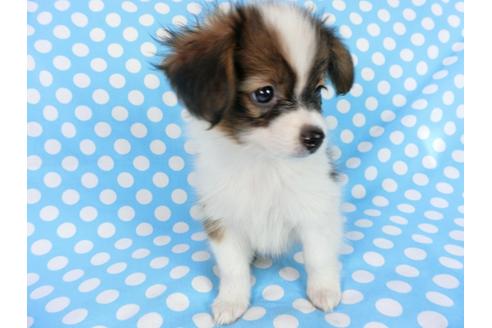 成約済の千葉県のパピヨン-77156の1枚目