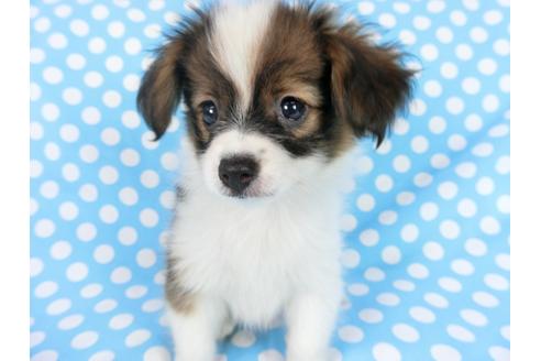 成約済の千葉県のパピヨン-77156の4枚目