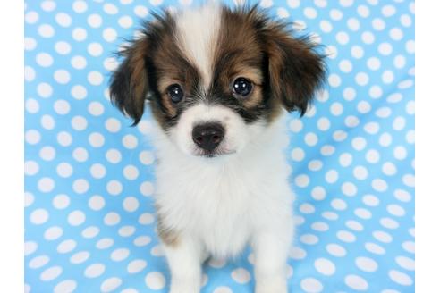 成約済の千葉県のパピヨン-77156の3枚目