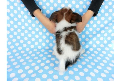 成約済の千葉県のパピヨン-77156の2枚目