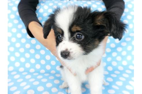 成約済の千葉県のパピヨン-77158の8枚目